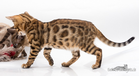 Bengal Cat